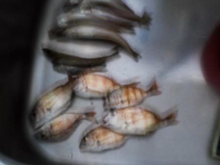 いつものチョイ投げ